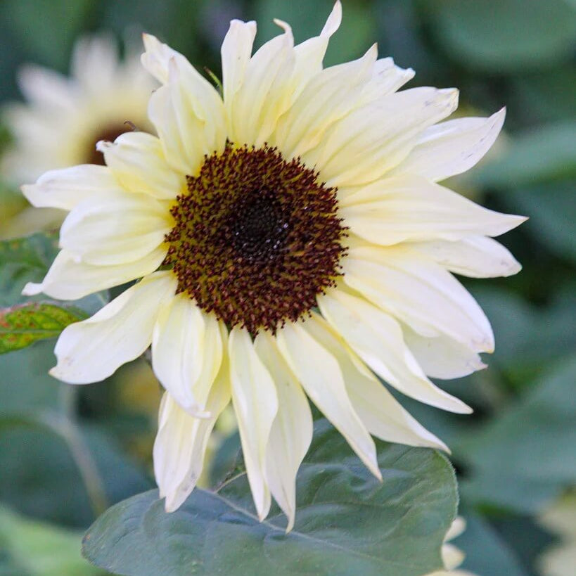 Buttercream Sunflower plant