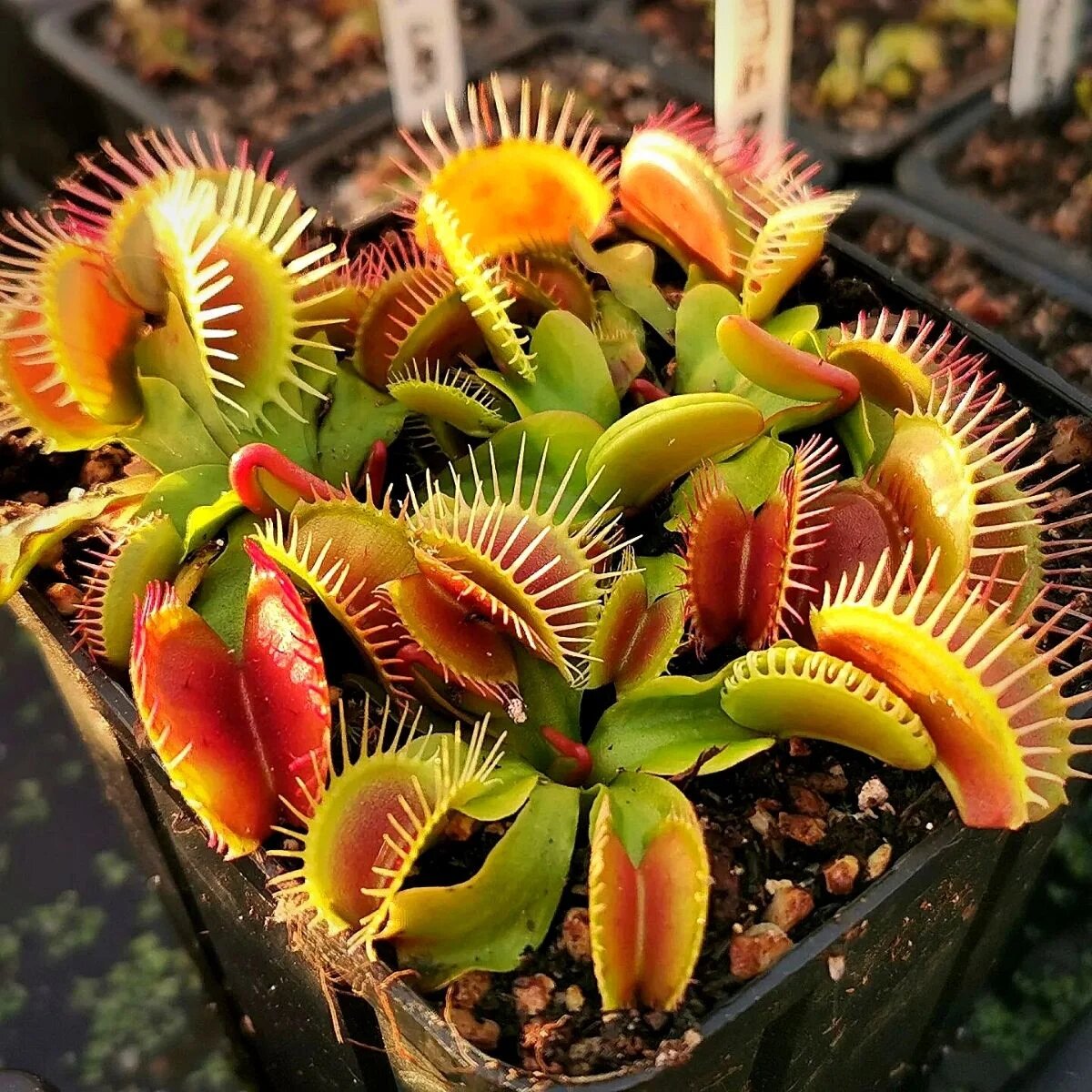 Sonnentag Venus Fly Trap Seeds for planting and growing Dionaea muscipula carnivorous plants
