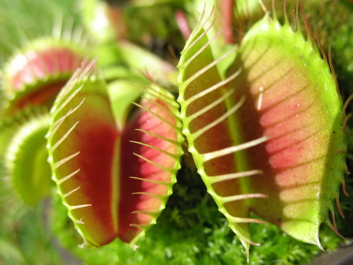 Sonnentag Venus Fly Trap Seeds for planting and growing Dionaea muscipula carnivorous plants