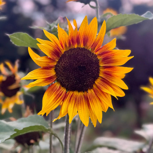 Orange Mini flower seeds