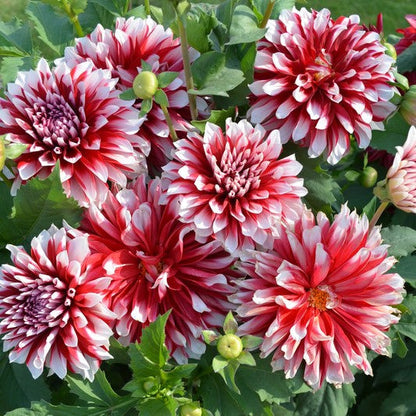 Red White flower seeds