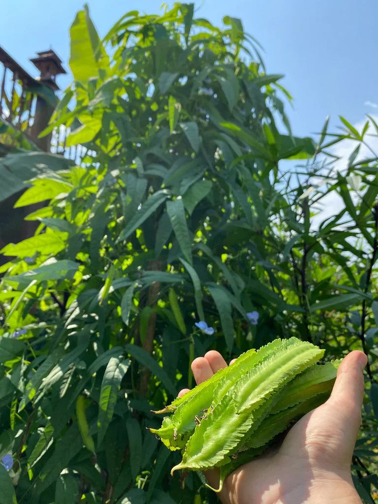 Winged Bean Seeds for Planting – Heirloom Non-GMO Garden Seeds
