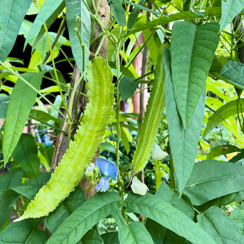 Winged Bean Seeds