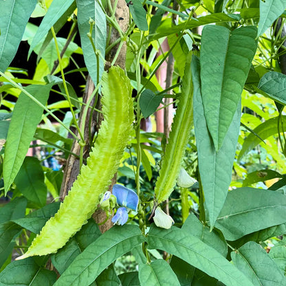 Winged Bean Seeds