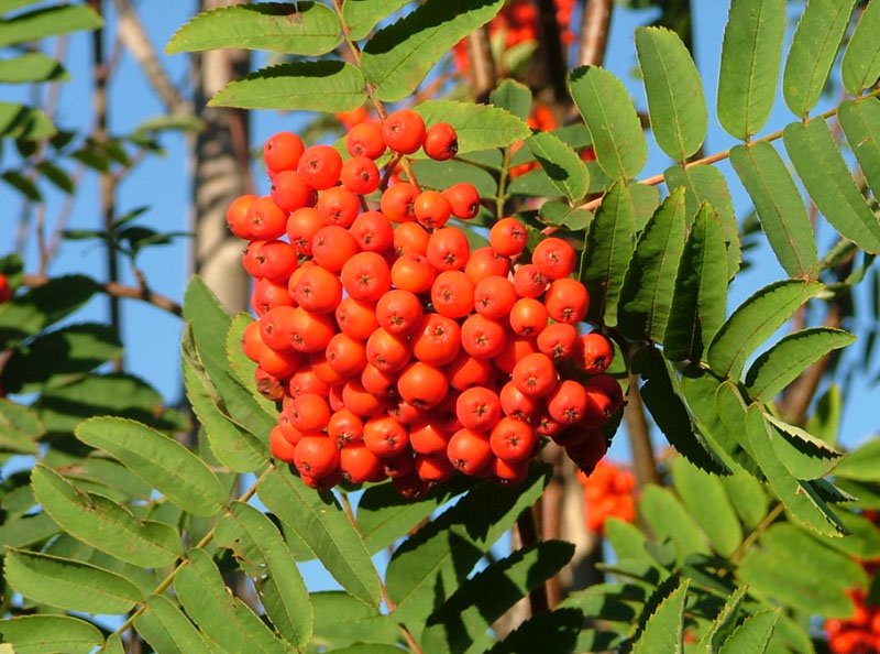 Red Sorbus Tree Seeds for Planting – Heirloom Non-GMO Garden Seeds