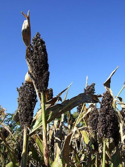 Black Sorghum Seeds for Planting with dark grains and mature sorghum plants