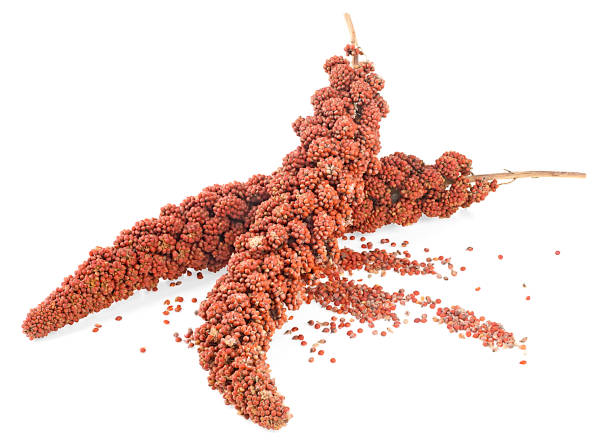 Red Sorghum Flower Seeds for Planting with mature reddish seed heads