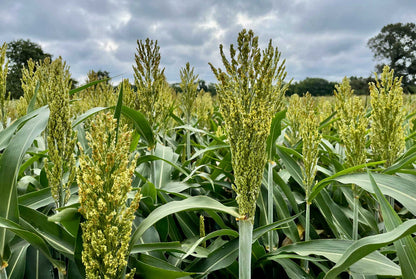 Green Sorghum Seeds for Planting with Tall Green Sorghum Plants and Mature Seed Heads