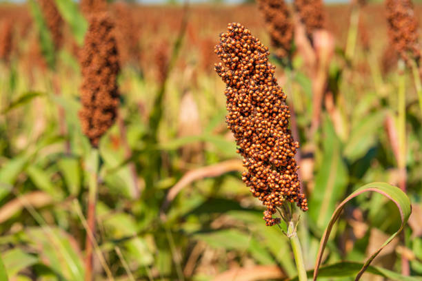 Sorghum Flower Seeds with tall green foliage and mature ornamental seed heads
