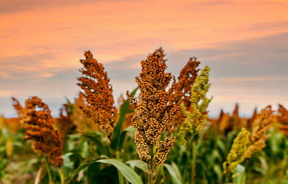 Sorghum Flower Seeds with tall green foliage and mature ornamental seed heads
