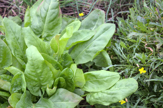 Sorrel herb seeds for planting with mature green sorrel plants in a home garden