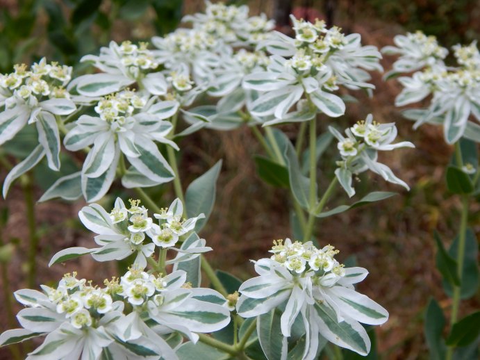 Green White flower seeds