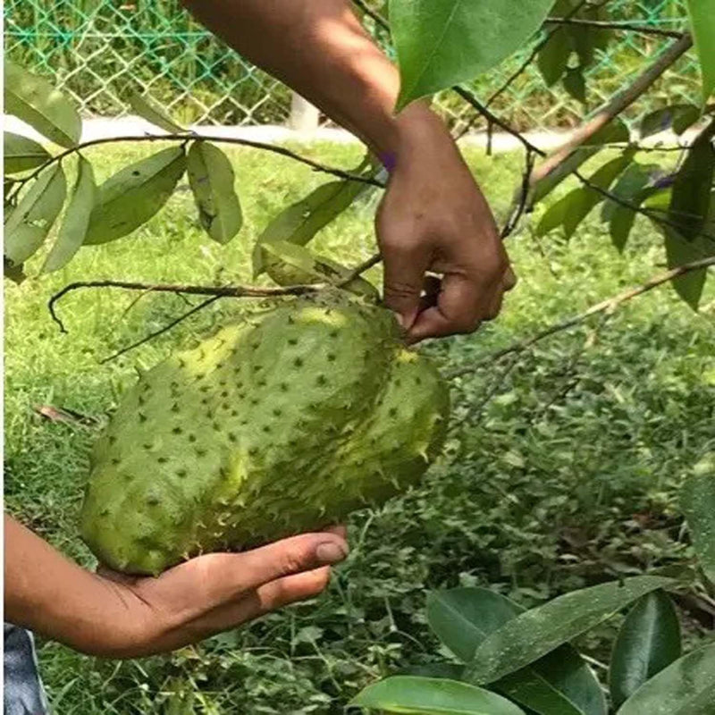 Giant soursop fruit seeds for planting – heirloom tropical garden variety