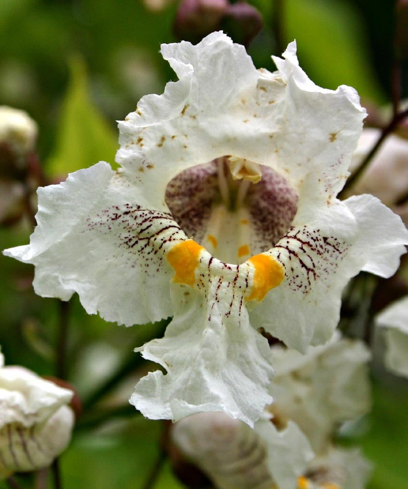 Southern Catalpa flower seeds