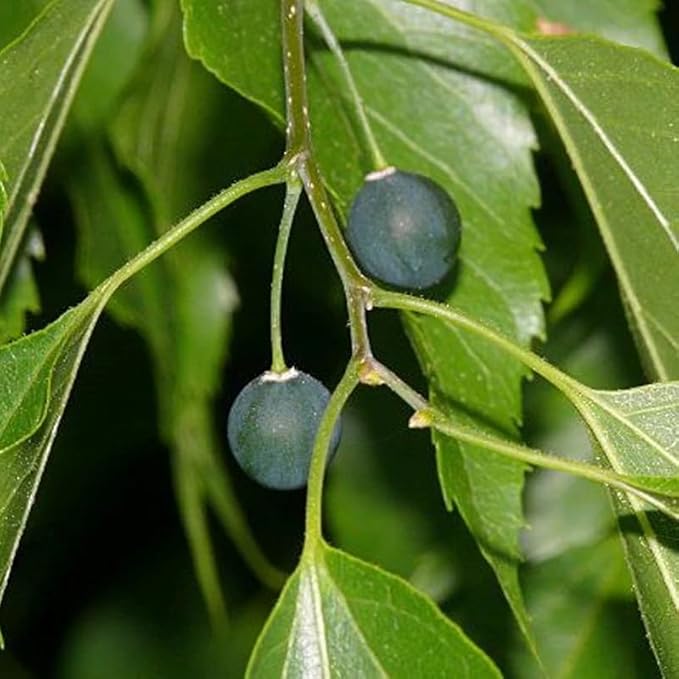 southern hackberry seeds