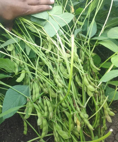 Sweet Soybean Seeds