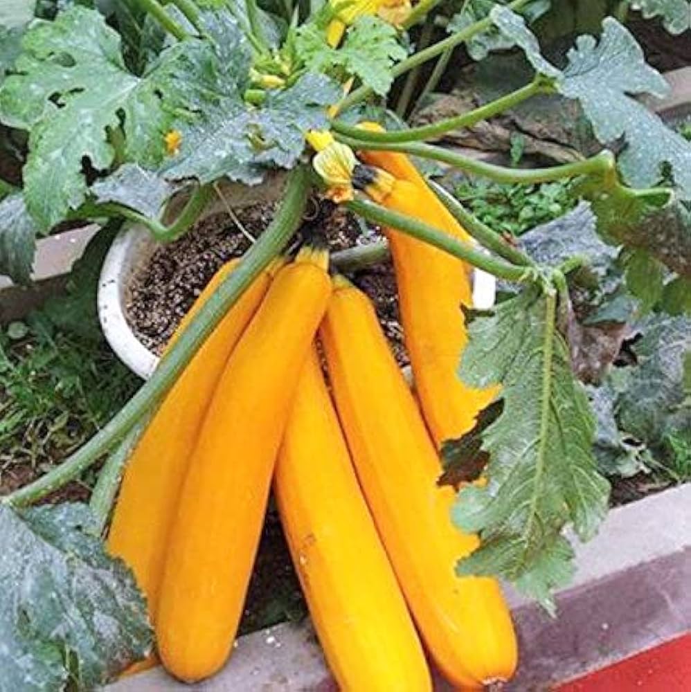 Spaceship Squash Seeds