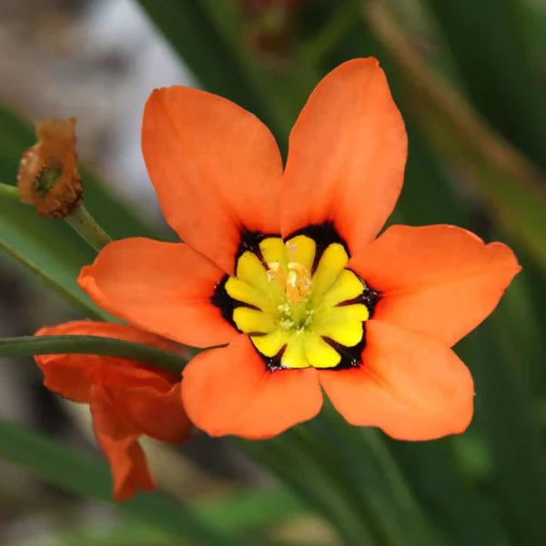 Sparaxis Tricolor flower seeds