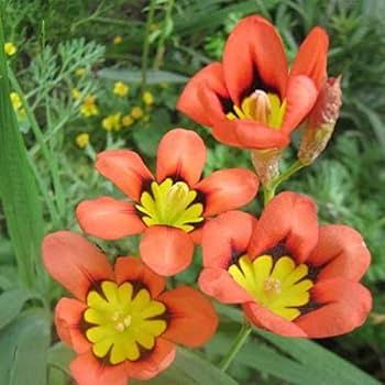 Orange Black Sparaxis Flower Seeds for Planting
