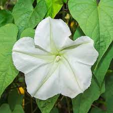 Twinkle Star flower seeds
