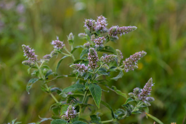 Spearmint Mentha spicata herb seeds growing with fresh green aromatic leaves in a home herb garden
