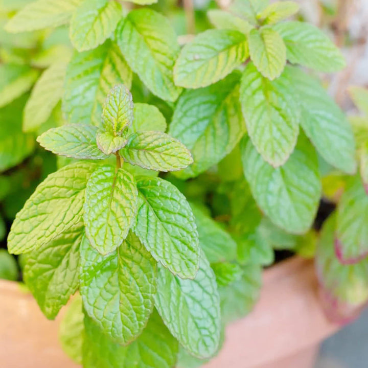 spearmint seeds