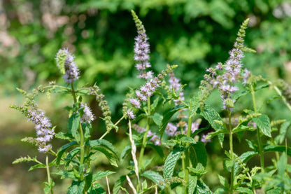 Spearmint Mentha spicata herb seeds growing with fresh green aromatic leaves in a home herb garden
