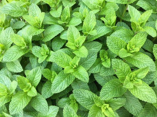Spearmint Herb Seeds for Planting – Heirloom Non-GMO Garden Seeds
