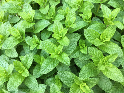 Spearmint Herb Seeds for Planting – Heirloom Non-GMO Garden Seeds