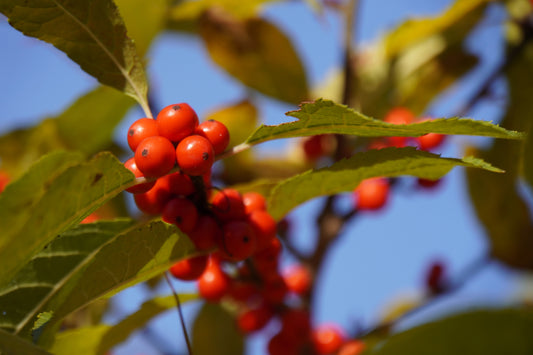 Spicebush Berry Seeds for Planting – Heirloom Non-GMO Garden Seeds