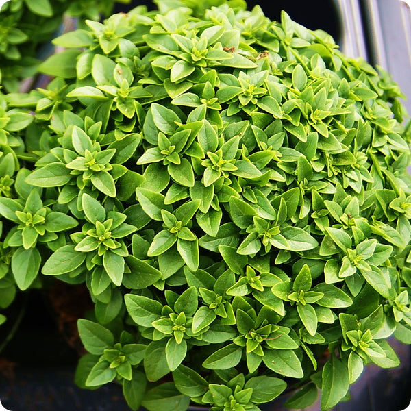 Spicy Bush Basil Herb Seeds for Planting – Heirloom Non-GMO Garden Seeds