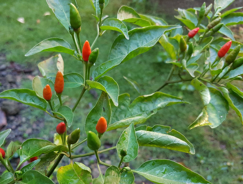 Mixed Labuyo Pepper Seeds for Planting – Heirloom Non-GMO Garden Seeds