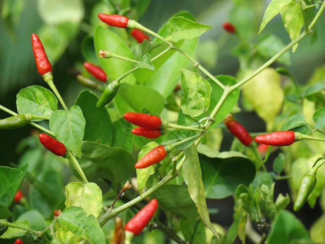 Mixed Labuyo Pepper Seeds