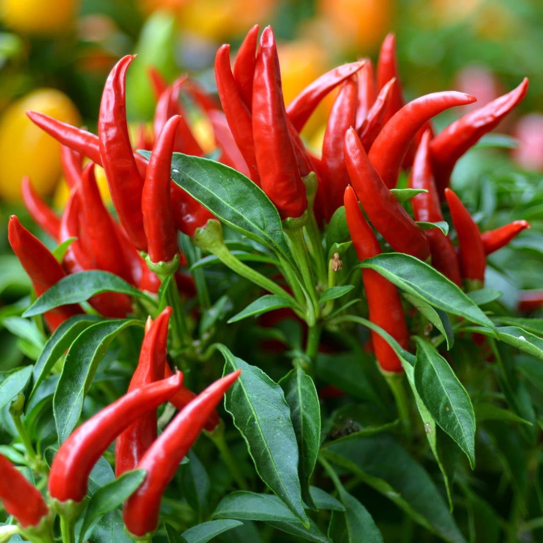 Hot Pepper Seeds