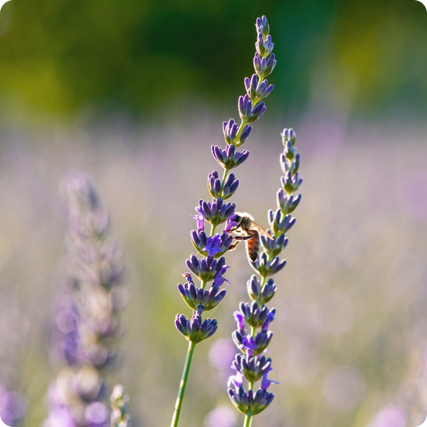 Spike Lavender Flower Seeds for Planting – Heirloom Non-GMO Garden Seeds