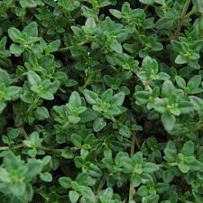Spiked Thyme Herb Plant