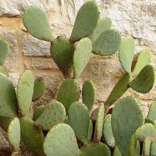  Spineless Opuntia with Broad Green Cactus Pads
