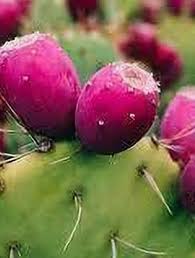  Spineless Opuntia with Broad Green Cactus Pads