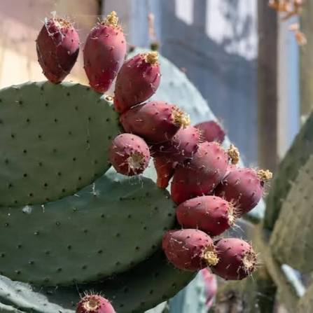  Spineless Opuntia with Broad Green Cactus Pads