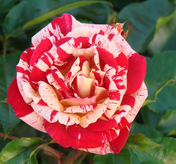 Spirit Rose Flower Seeds for planting with beautiful blooming roses in a garden