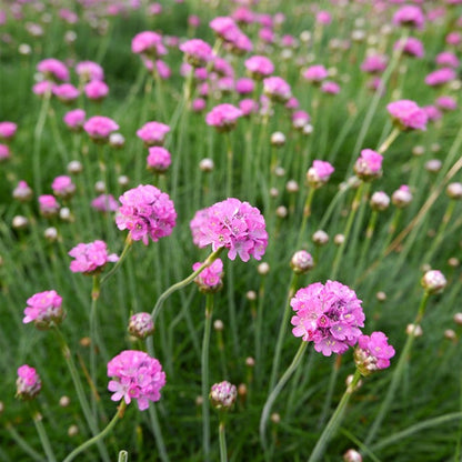 Pink Salvia flower seeds
