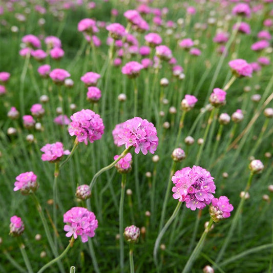 Pink Salvia flower seeds