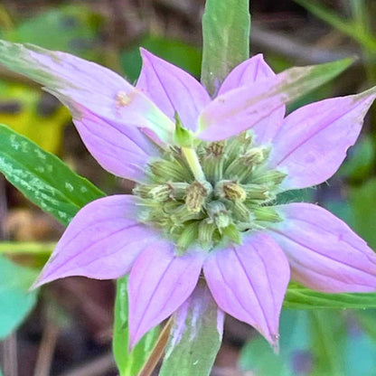 Purple Monarda flower seeds