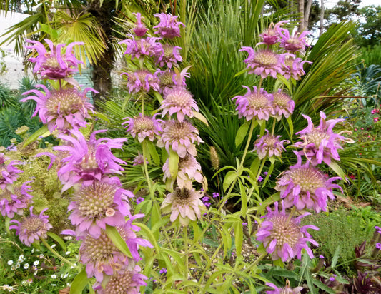 Spotted Bee Balm Flower Seeds for Planting – Heirloom Non-GMO Garden Seeds