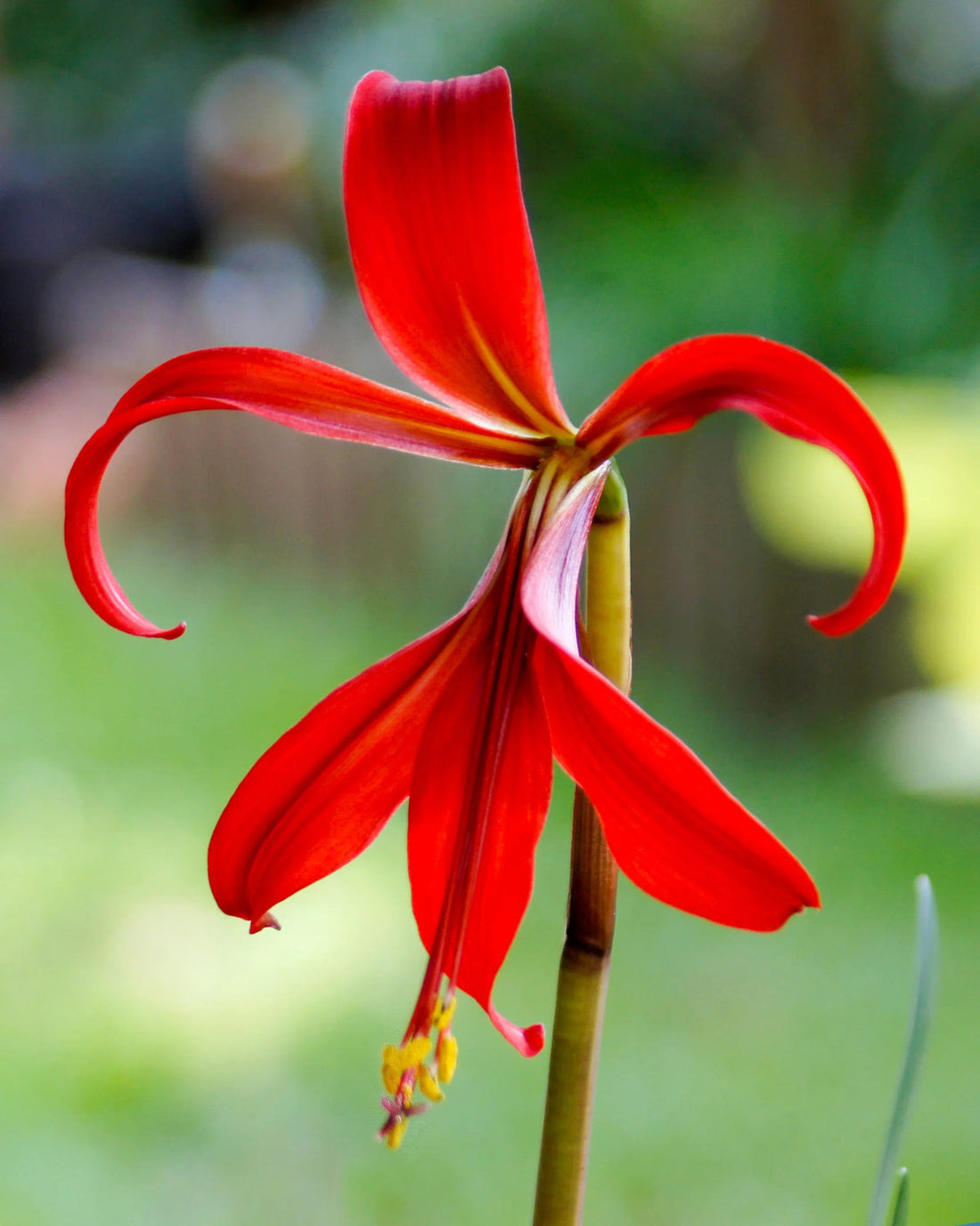 Sprekelia flower seeds