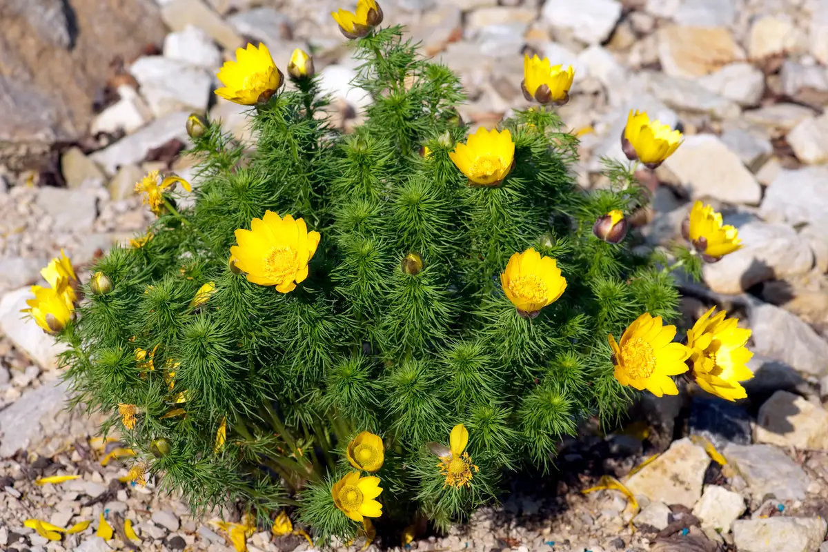 Spring Adonis (Adonis vernalis) showing bright yellow flowers and finely divided green foliage in a sunny, well-drained garden.