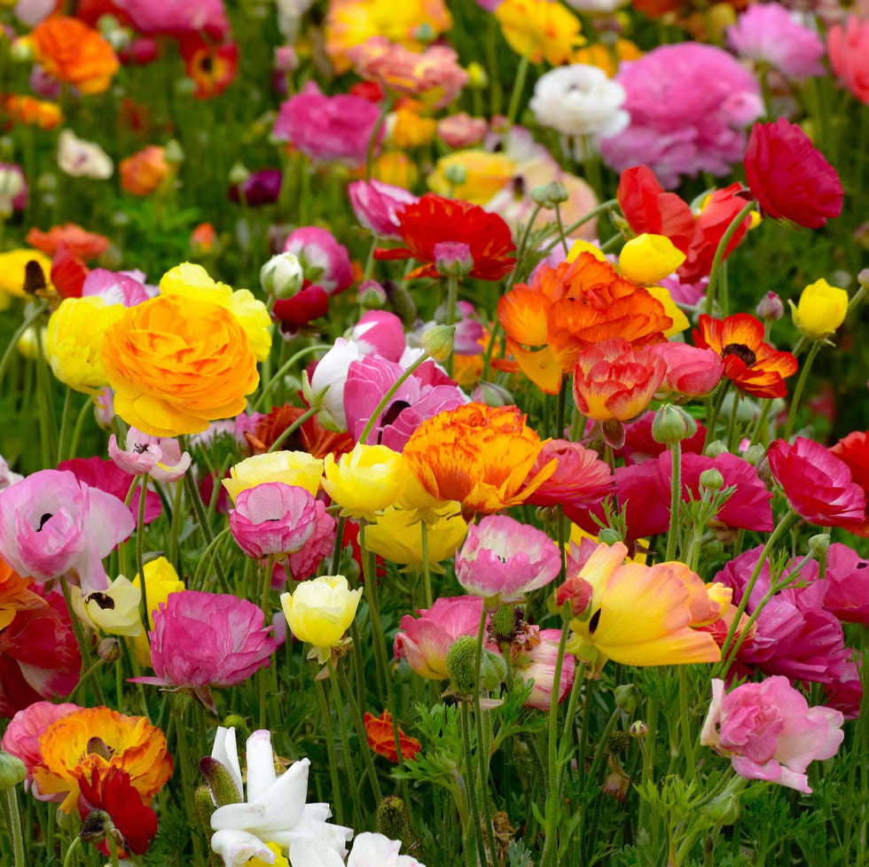 Ranunculus flower seeds