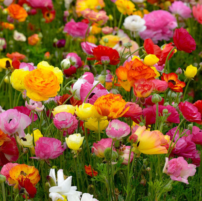 Ranunculus flower seeds