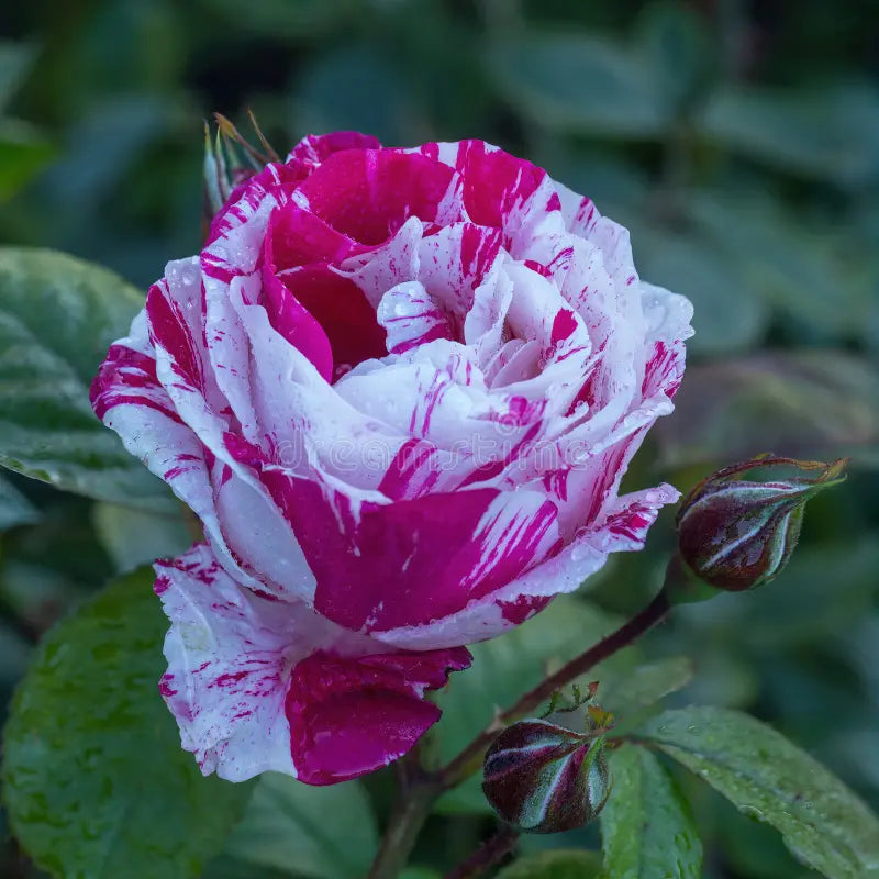 Color Rose flower seeds