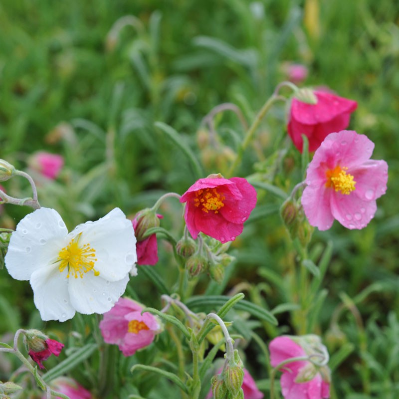 Helianthemum flower seeds